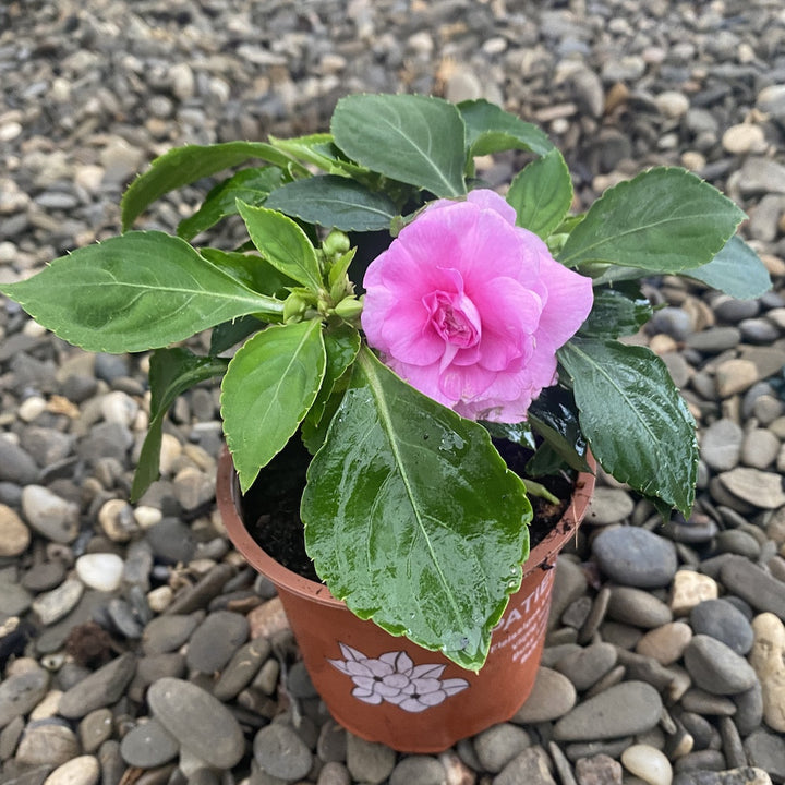 Impatiens wall. 'Fiesta Ole Stardust' - flori batute (sporul casei)