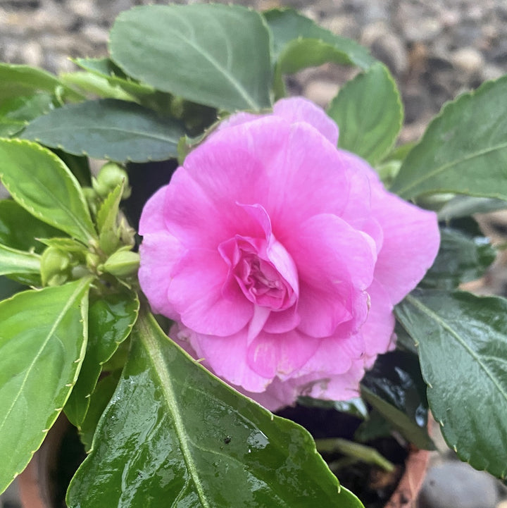 Impatiens wall. 'Fiesta Ole Stardust' - flori batute (sporul casei)