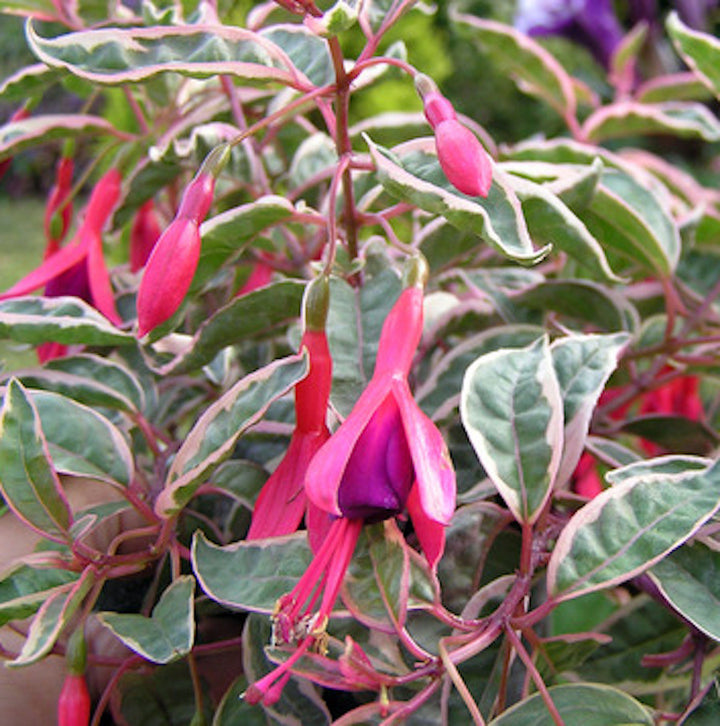 Fuchsia magellanica Versicolor - cercelusi de gradina