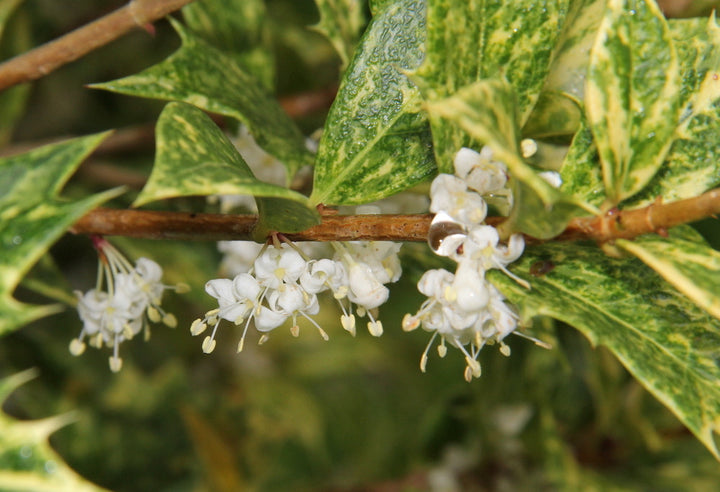 Osmanthus Heterophyllus Tricolor