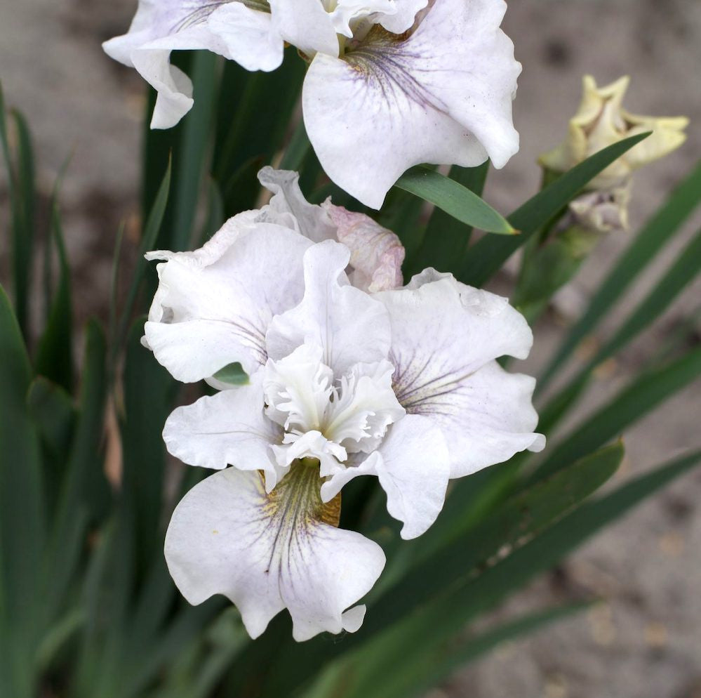 Bulbi Iris albi Sibirica Not Quite White