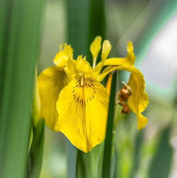 Bulbi Irisi galbeni - Iris pseudacorus