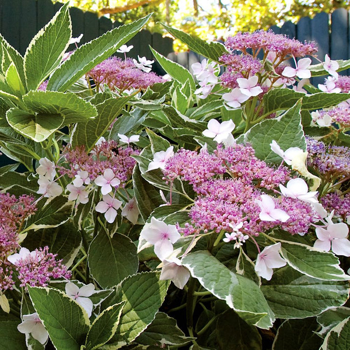 Hydrangea macrophylla Light-o-day ('Bailday') - hortensie variegata