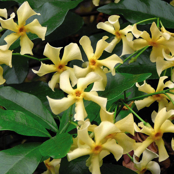 Trachelospermum jasminoides 'Star Toscan' (Yellow Star Jasmine)