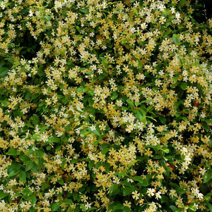 Trachelospermum jasminoides 'Star Toscan' (Yellow Star Jasmine)