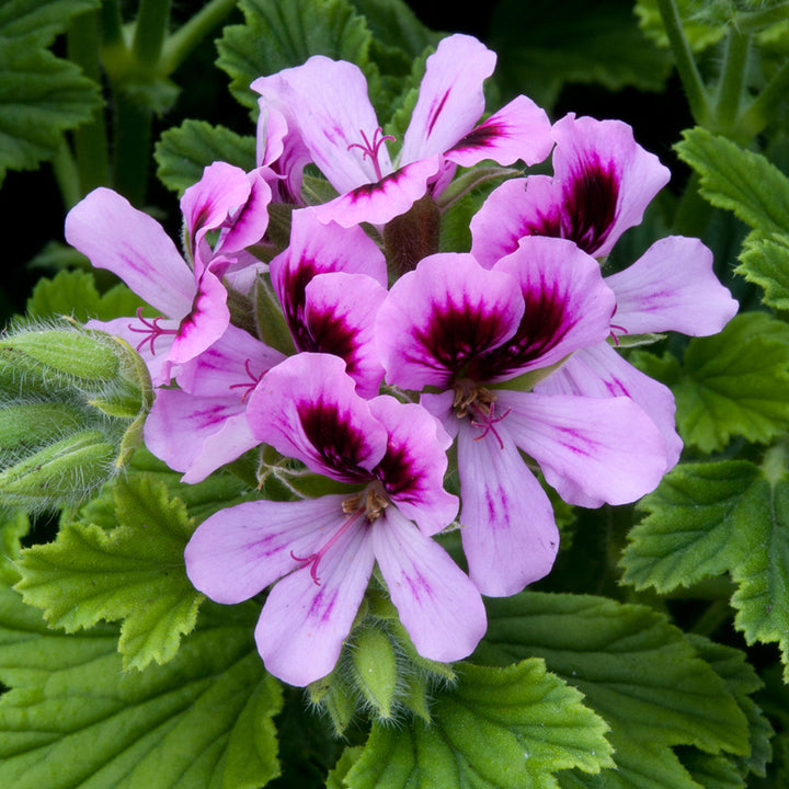 Muscate antitantari parfumate - Pelargonium 'Orange Fizz'