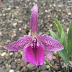 Cattleya Batemanniaua × Brassavola nodosa