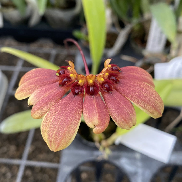 Bulbophyllum masterianum