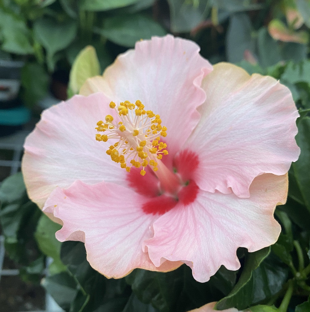 Hibiscus Jersey - Trandafir japonez