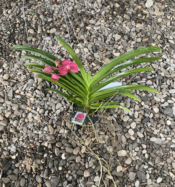 Vanda Udomchai Beauty