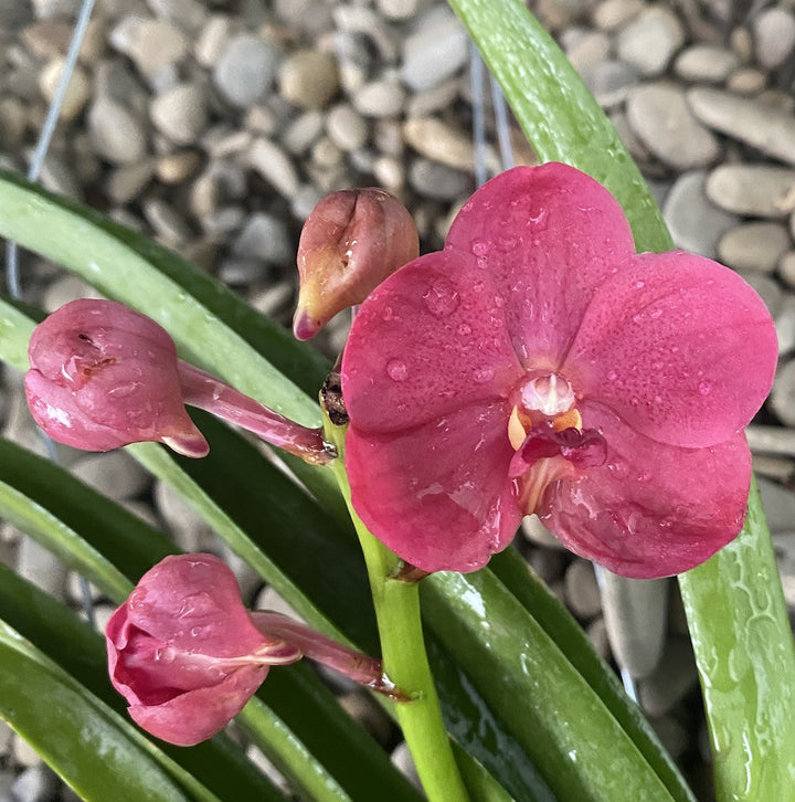 Vanda Udomchai Beauty