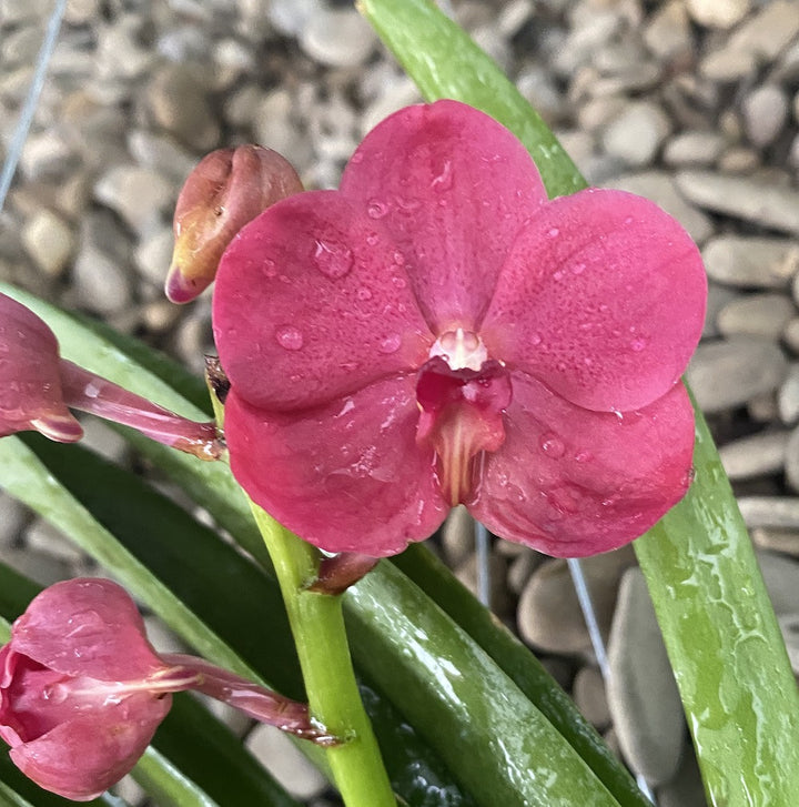 Vanda Udomchai Beauty