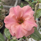 stadiu_fara flori (ghiveci 11-12cm)