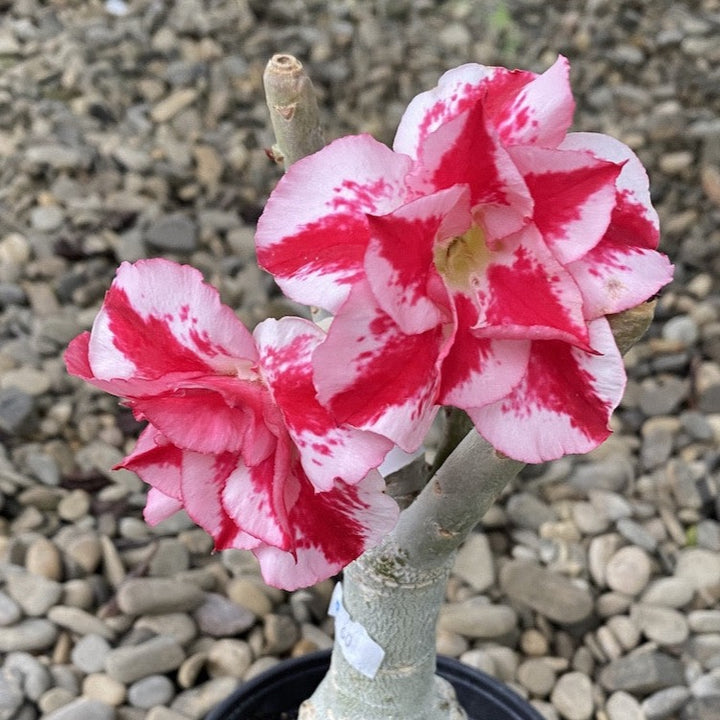 Adenium Obesum 'Hercules'