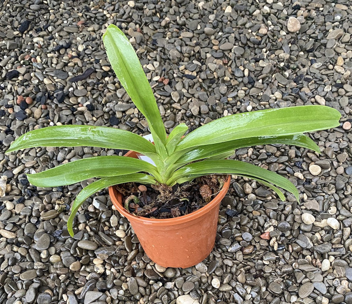 Vandachostylis Azure 'Blue' (Rhy. gigantea × V. coerulea)