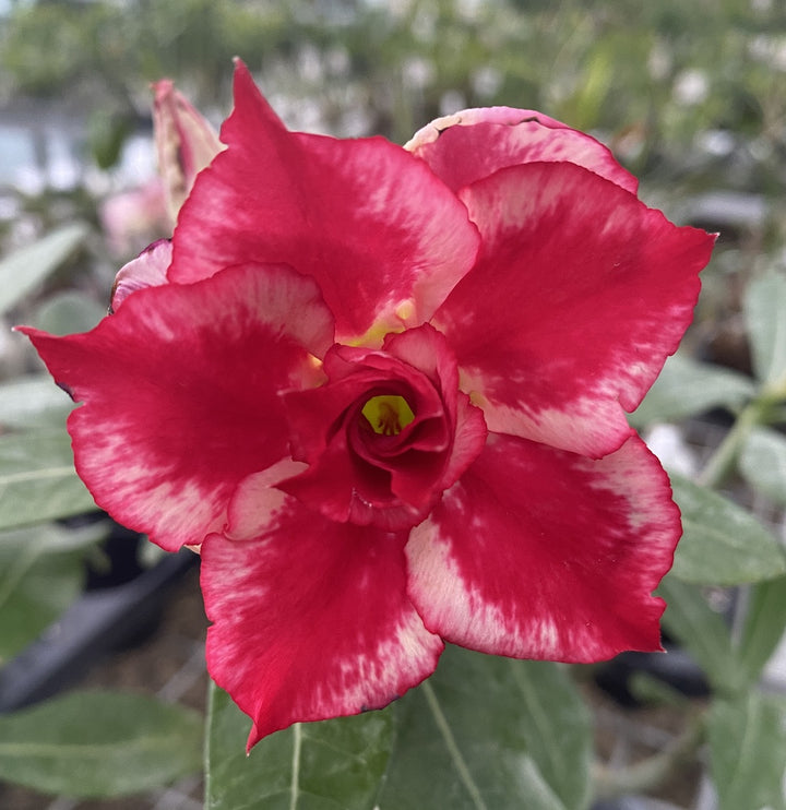 Trandafirul desertului cu floarea bicolora - Adenium obesum