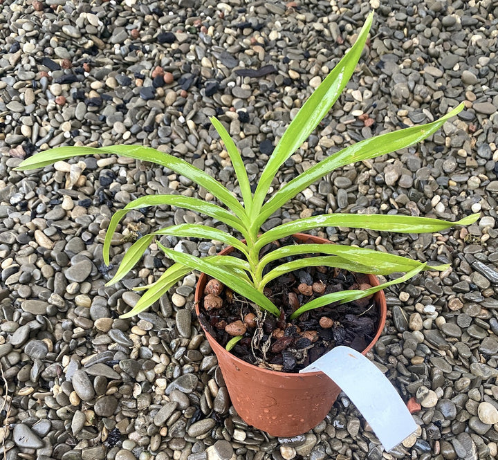 Vanda mariae sp. Philippines