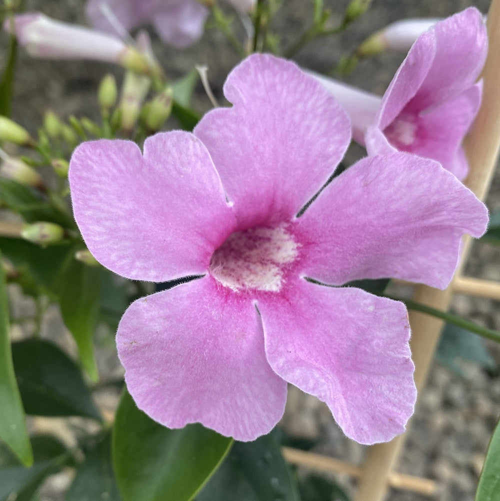 Pandorea jasminoides - flori parfumate
