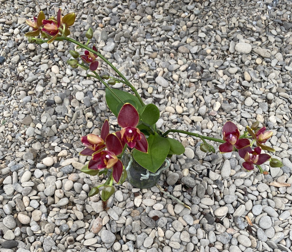 Phalaenopsis Sogo Red Star - duftende, wachsartige und pelorische Blüten (3lips)