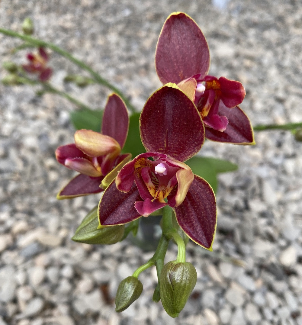 Phalaenopsis Sogo Red Star - duftende, wachsartige und pelorische Blüten (3lips)