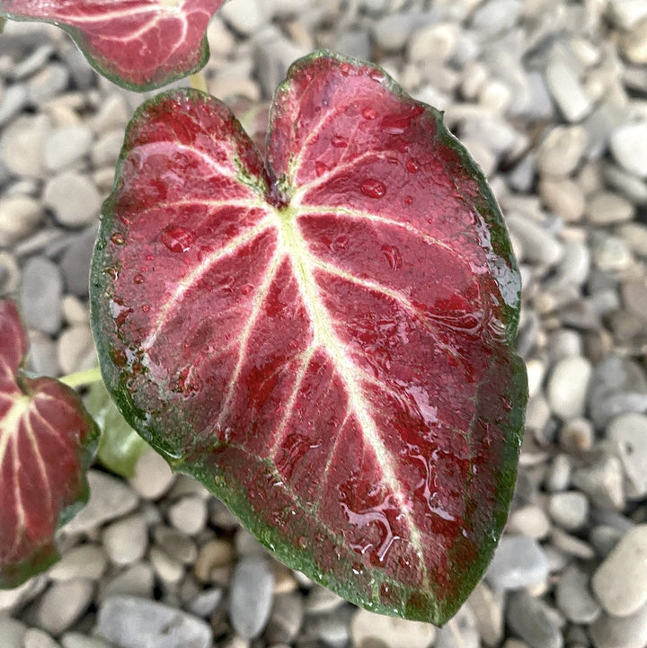 Caladium Freja