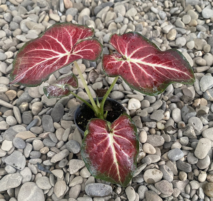 Caladium Freja