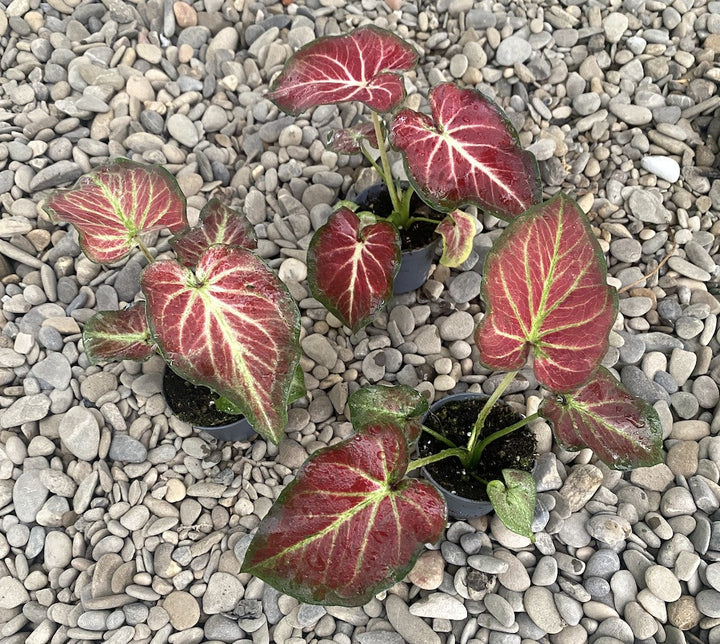 Caladium Freja