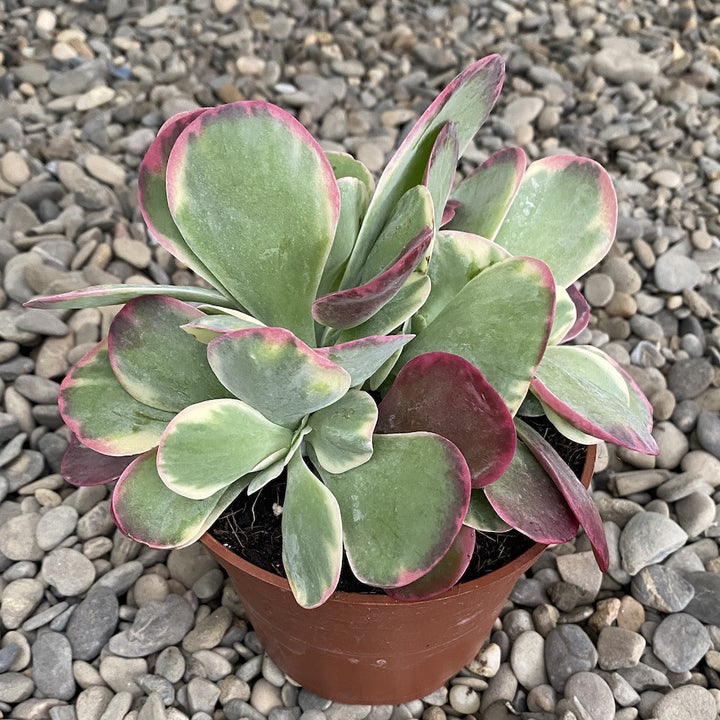 Kalanchoe thyrsiflora variegata