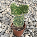 Opuntia palida