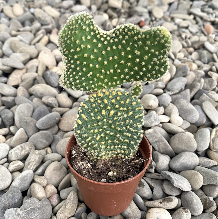 Opuntia palida