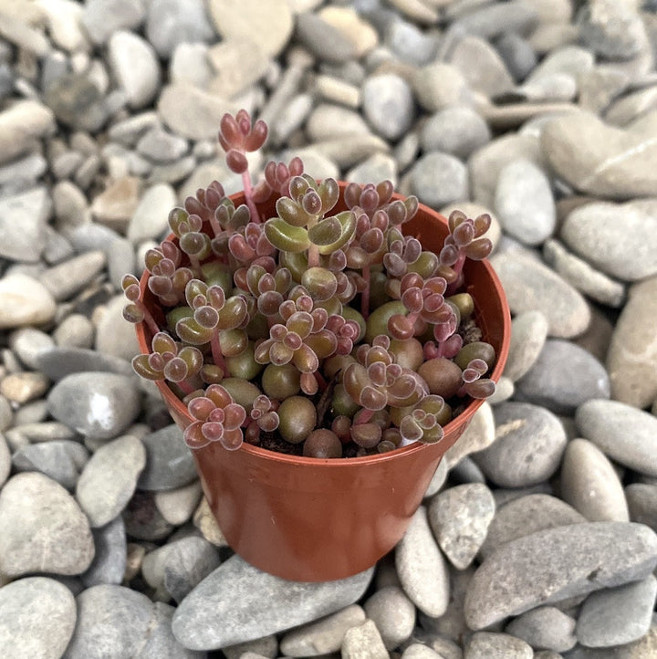 Sedum Stahlii (sedum mexican)