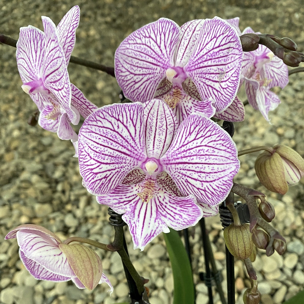 Orhidee Phalaenopsis Big Lip Pink