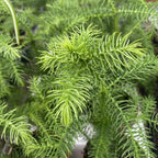Araucaria heterophylla (sosna z Wyspy Norfolk)