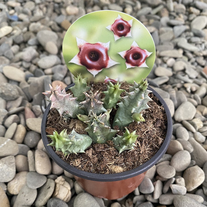 Stapelia somalica - steaua serifului