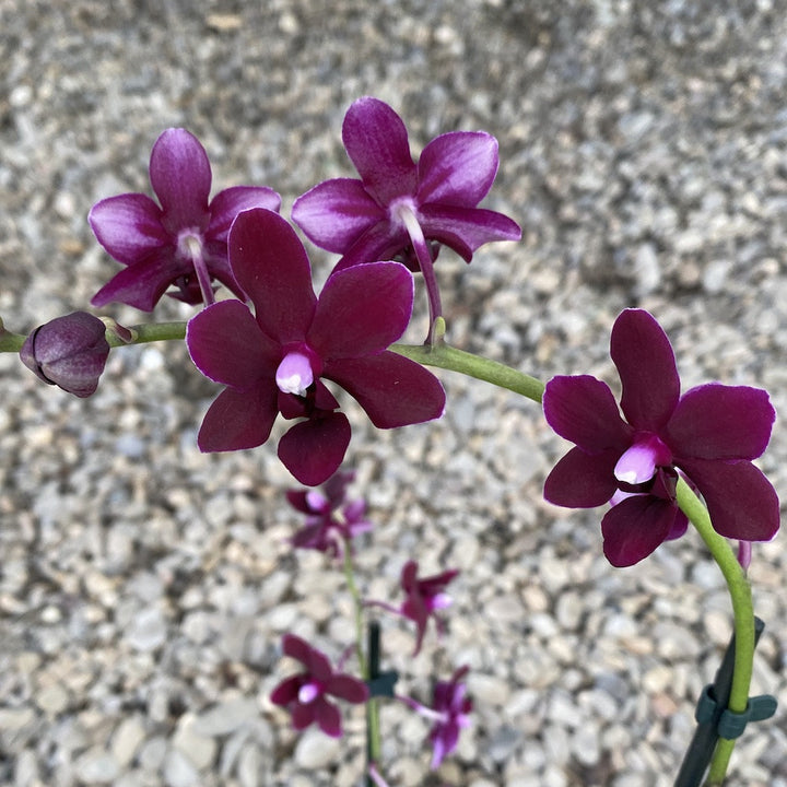 Orhidee Phalaenopsis Black Bird, reflexe de negru