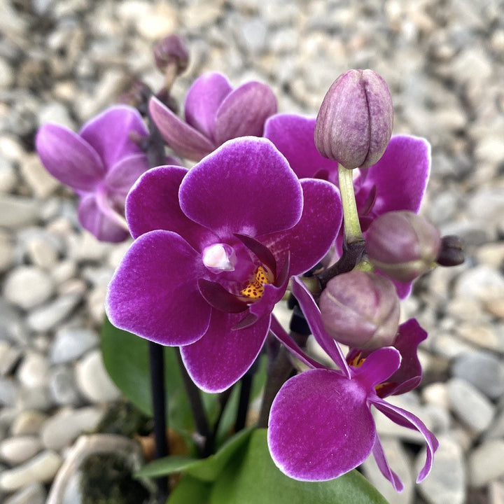 Phalaenopsis Emma mini