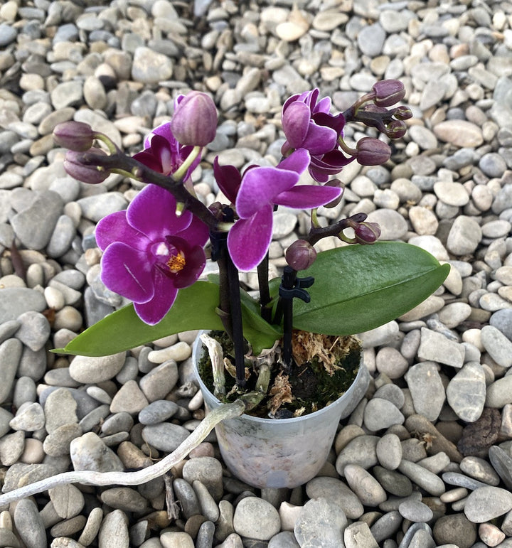 Phalaenopsis Emma mini