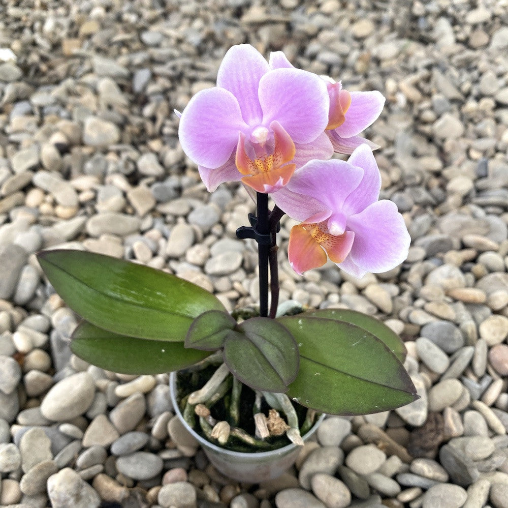 Phalaenopsis Fenna mini