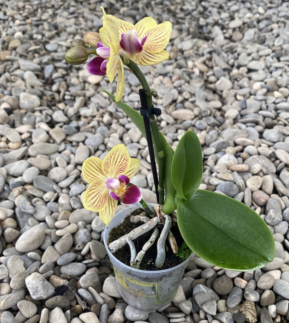 Phalaenopsis Indy mini