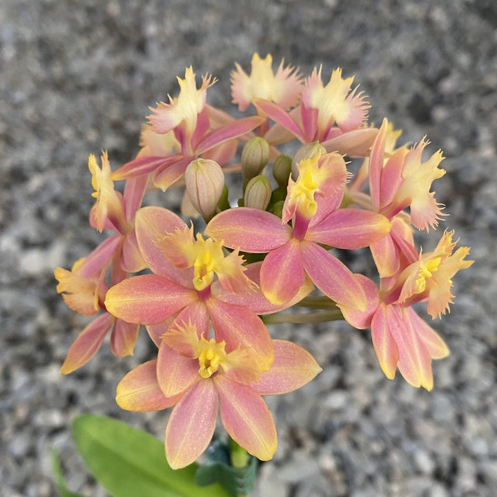 Epidendrum radicans XL