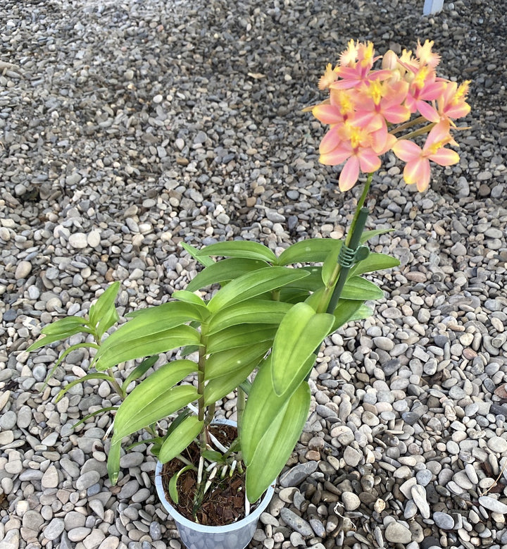 Epidendrum radicans XL