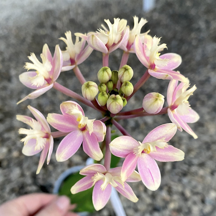 Epidendrum radicans XL