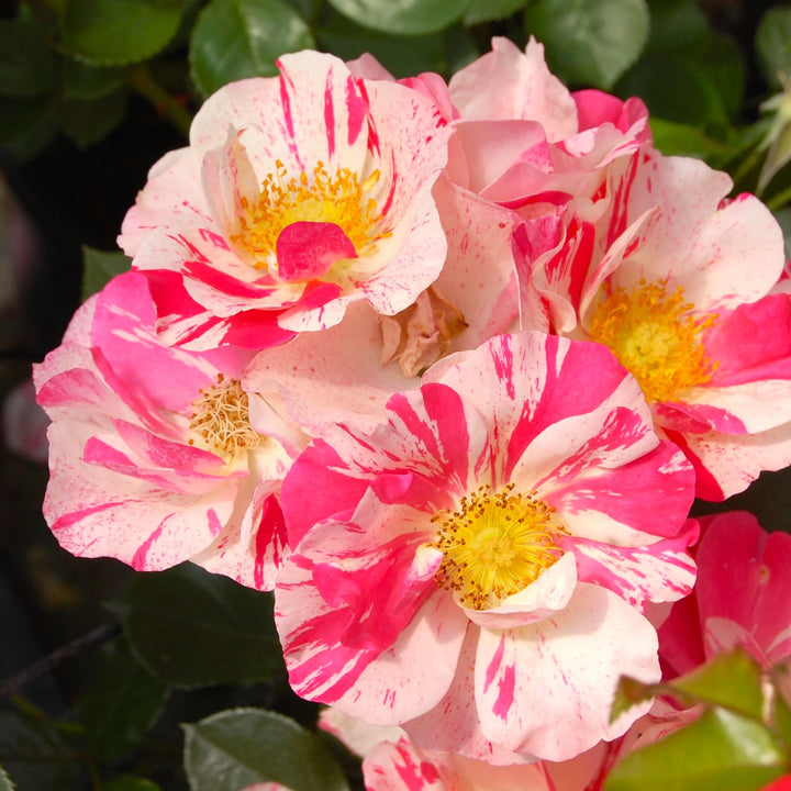 Rosa 'Mind Games'® - floribunda, joc de culori