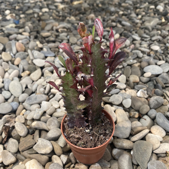 Euphorbia trigona Rubra