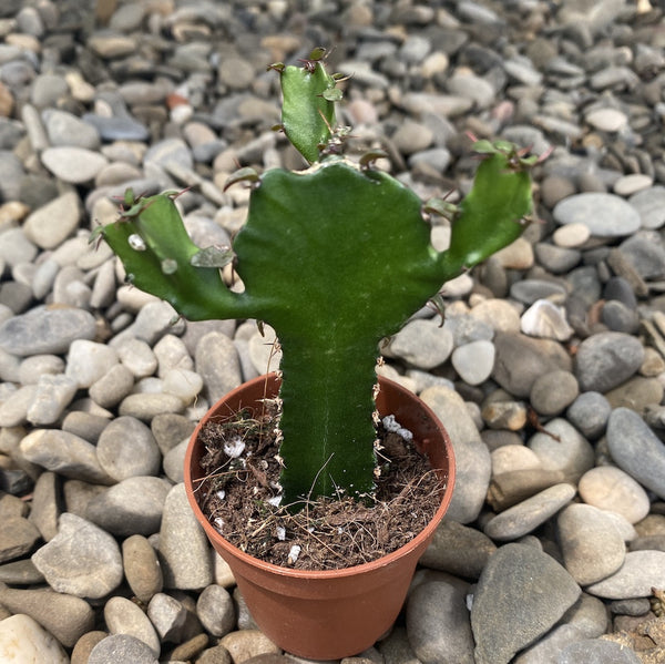 Euphorbia trigona f. green
