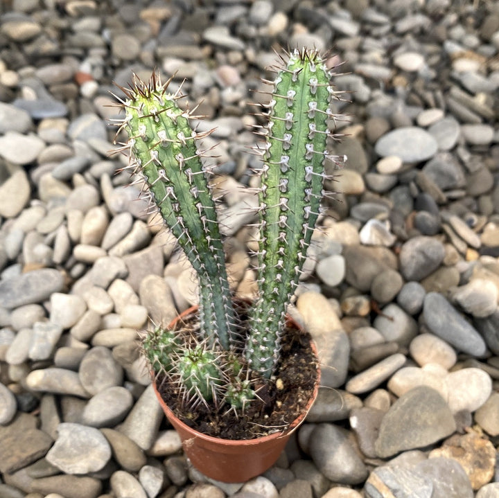 Euphorbia bayonensis