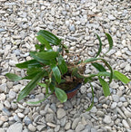 Orhidee Coelogyne fimbriata