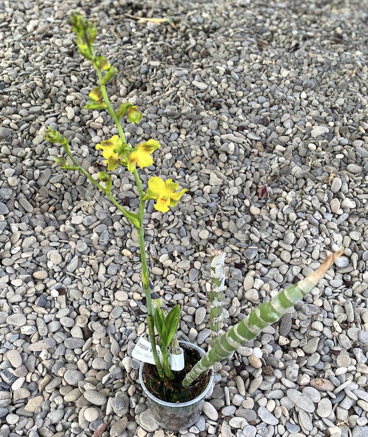 Orhidee Cyrtopodium andersonii × sib parfumat