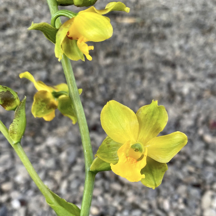 Orhidee Cyrtopodium andersonii × sib parfumat