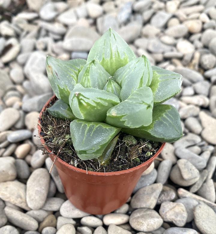 Haworthia mirabilis